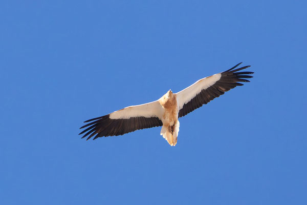 Schmutzgeier (Neophron percnopterus) adult.