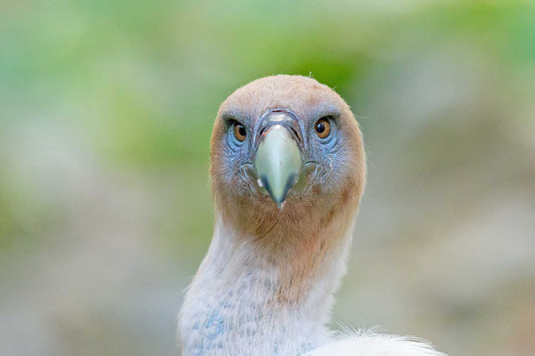 Gänsegeier (Gyps fulvus) Portrait von vorne