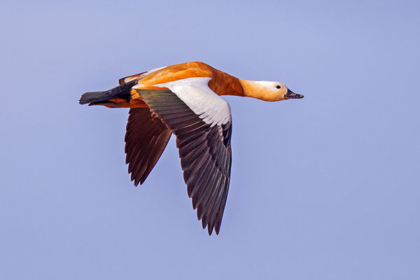 Rostgans (Tadorna ferruginea) im Flug