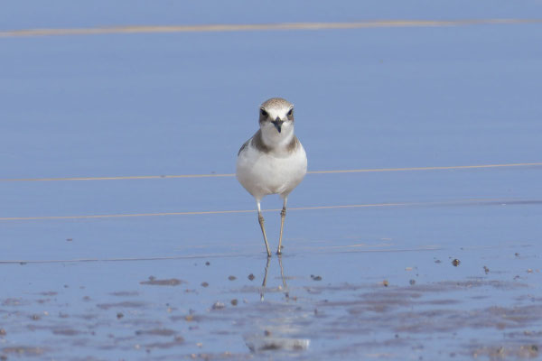 Weiblicher Wüstenregenpfeifer (Anarhynchus leschenaultii) im Schlichtkleid
