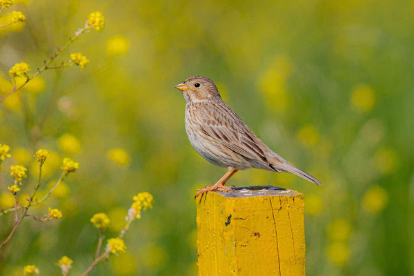 Grauammer (Emberiza calandra)