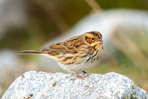 Zwergammer (Emberiza pusilla)