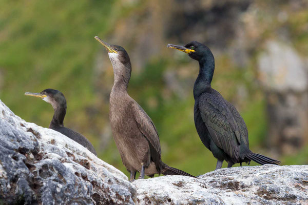 Krähenscharbe (Phalacrocorax aristotelis), Jungvogel und Altvogel