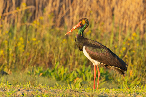 Adulter Schwarzstorch (Ciconia nigra)