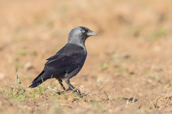 Dohle (Corvus monedula)