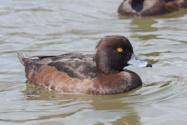 Weibliche Reiherente (Aythya fuligula)