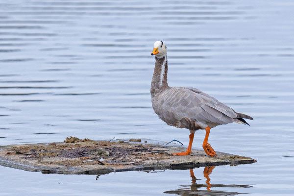 Streifengans (Anser indicus)