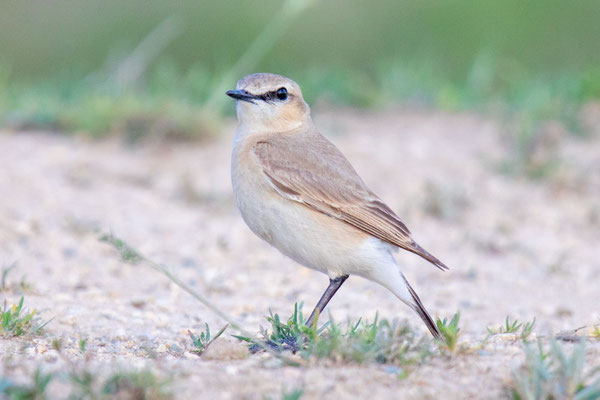 Isabellsteinschmätzer (Oenanthe isabellina); Zypern April 2024