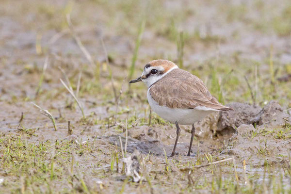 Männlicher Seeregenpfeifer (Charadrius alexandrinus)