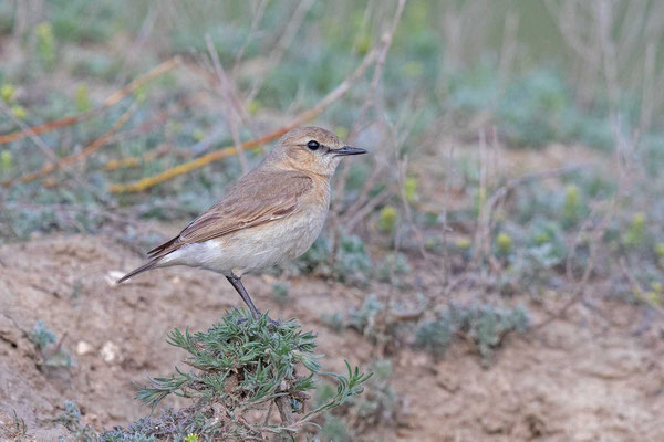 Isabellsteinschmätzer (Oenanthe isabellina)