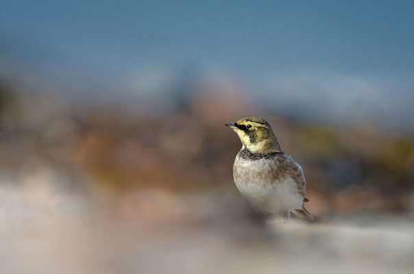 Ohrenlerche (Eremophila alpestris), Foto: Viola Wege