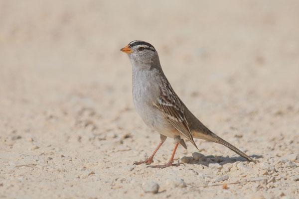 Dachsammer (Zonotrichia leucophrys)