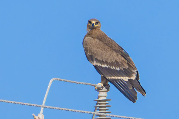 Steppenadler (Aquila nipalensis); Jungvogel.