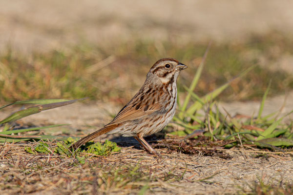 Singammer (Melospiza melodia)