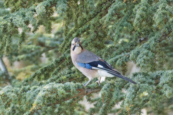Eichelhäher (Garrulus glandarius glaszneri) sitzt in einem Nadelbaum. Zypern April 2024. 