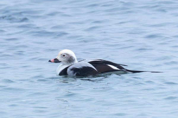 Eisente (Clangula hyemalis), Männchen im Schlichtkleid (Oktober, Helgoland)