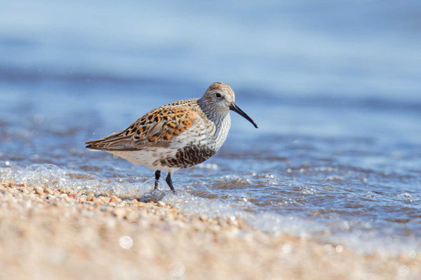 Alpenstrandläufer (Calidris alpina) im Prachtkleid steht im Wasser an einem Seeufer.
