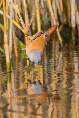 Bartmeise (Panurus biarmicus): Männchen