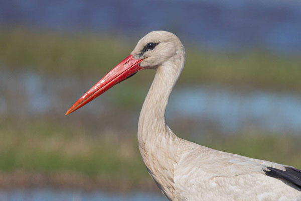 Portrait eines Weißstorch (Ciconia ciconia)