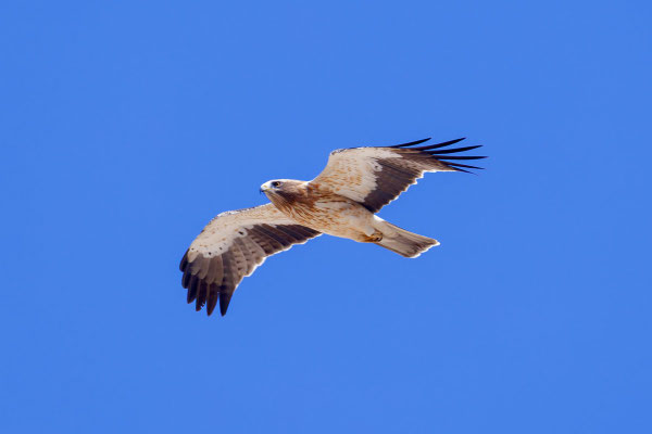 Zwergadler (Hieraaetus pennatus), helle Morphe.