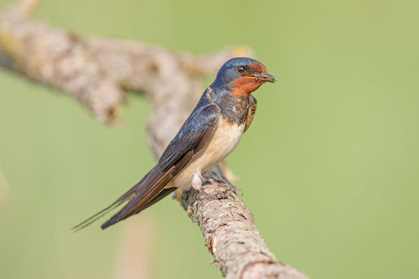 Rauchschwalbe (Hirundo rustica)