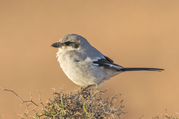 Raubwürger (Lanius excubitor koenigi)