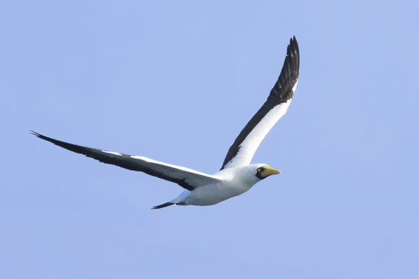 Maskentölpel (Sula dactylatra), Oman (Januar 2026), im Flug mit der Flügelunterseite.. 