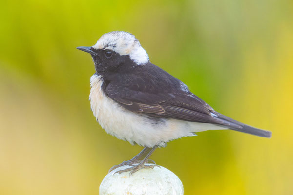 Männlicher Zypernsteinschmätzer (Oenanthe cypriaca)