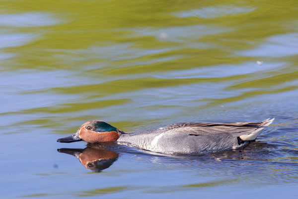 Männliche Carolinakrickente (Anas carolinensis)