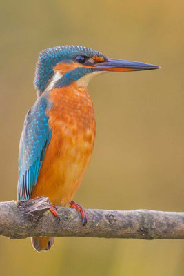 Eisvogel (Alcedo atthis), Weibchen