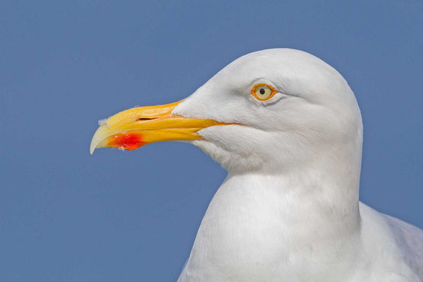 Silbermöwe (Larus argentatus), Portrait