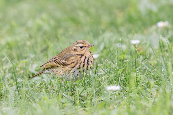 Waldpieper (Anthus hodgsoni)