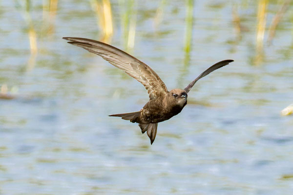 Mauersegler (Apus apus) steigt nach dem Trinken wieder hoch.