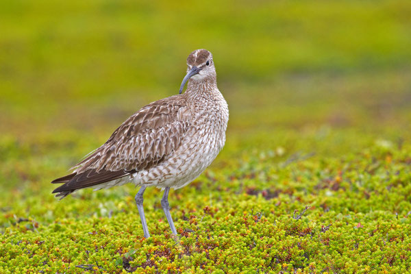 Regenbrachvogel (Numenius phaeopus) im norwegischen Varanger
