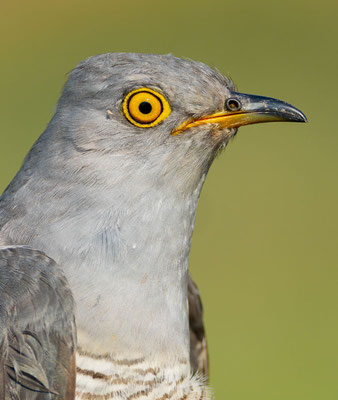 Kopfportrait eines männlichen Kuckucks (Cuculus canorus).