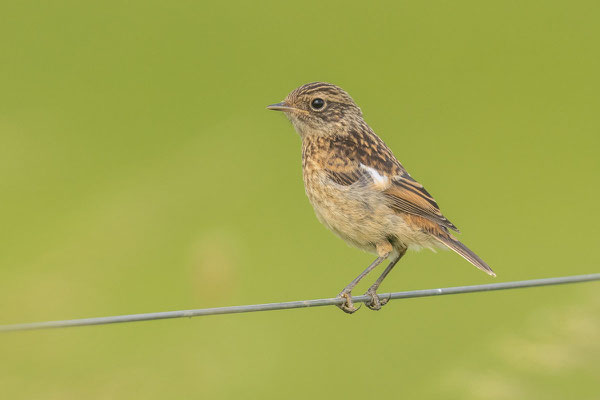 Schwarzkehlchen (Saxicola rubicola rubicola), Jungvogel