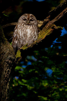 Waldkauz (Strix aluco)