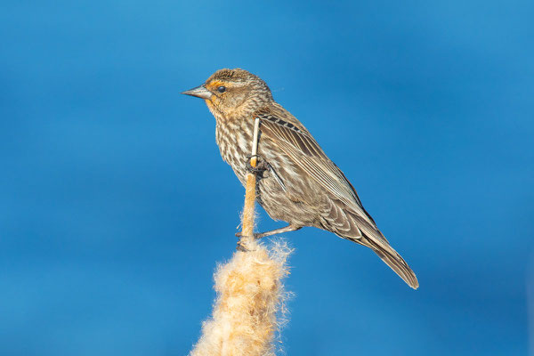 Rotflügelstärling (Agelaius phoeniceus), Weibchen