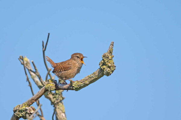 Zaunkönig (Troglodytes troglodytes), Gesang