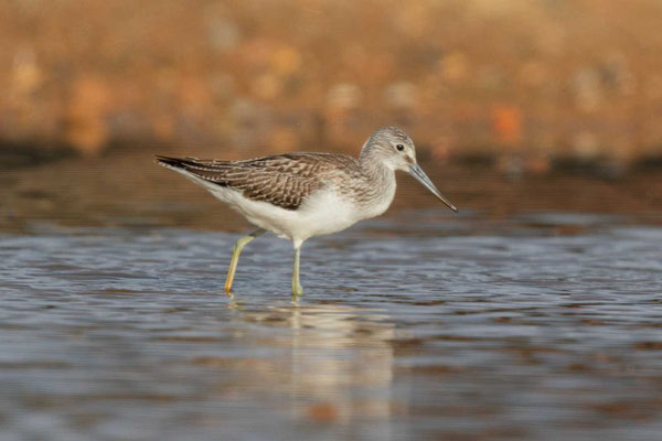 Grünschenkel (Tringa nebularia)