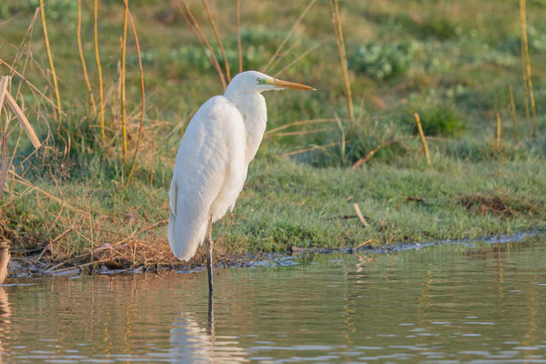 Silberreiher (Ardea alba alba) stehend am Gewässerrand