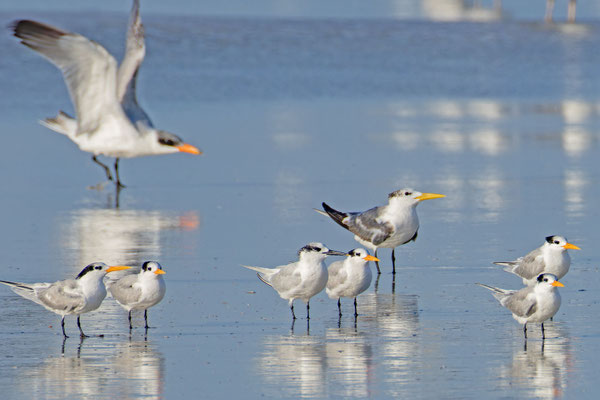 Rüppel-, Eil-, Brand- und Raubseeschwalbe stehen zusammen auf dem Strand an der Küste des Arabischen Meeres, Oman (Januar 2026). 