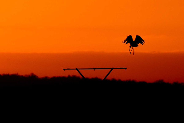 Weißstorch (Ciconia ciconia) landet im Sonnenuntergang