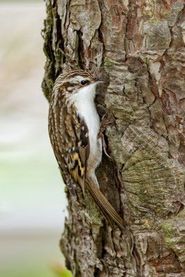 Waldbaumläufer (Certhia familiaris) sucht in der Borke einer Kiefer nach Nahrung.