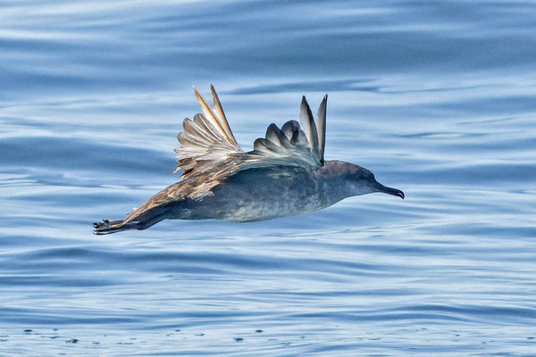 Balearensturmtaucher (Puffinus mauretanicus) im Flug in der französischen Biskaya.