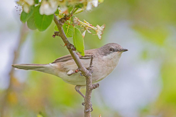 Klappergrasmücke (Sylvia curruca)