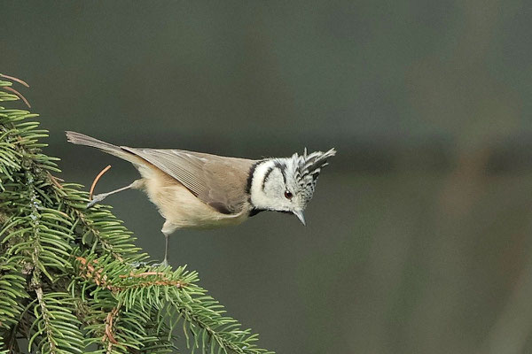 Haubenmeise (Lophophanes cristatus), Foto: Diana Dippel