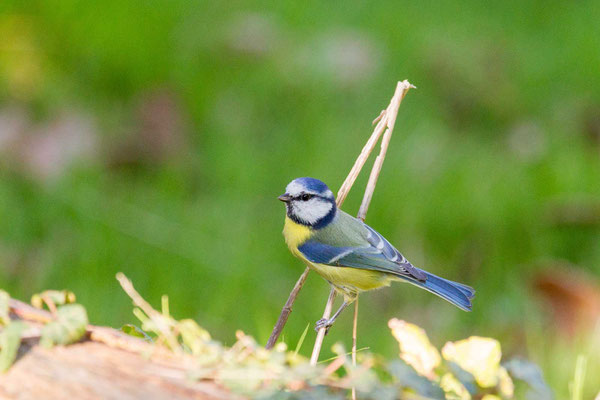 Blaumeise (Cyanistes caeruleus)