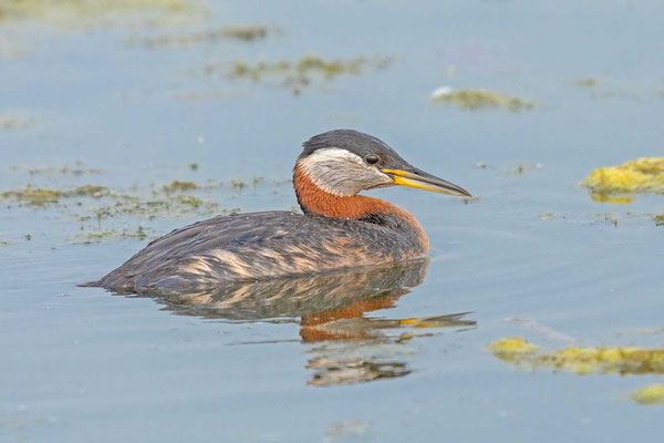 Rothalstaucher (Podiceps grisegena) im Prachtkleid