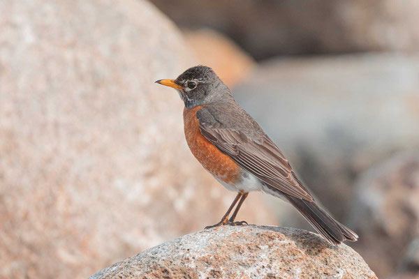 Weibliche Wanderdrossel (Turdus migratorius)  